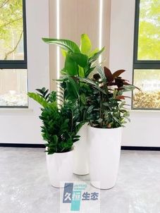 绍兴写字楼办公室公共区域走道绿植租摆高中低搭配