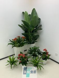 绍兴办公室花卉绿植租摆简约组合